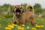 DOGUE DU TIBET 239